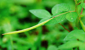 Image result for Cleome rutidosperma