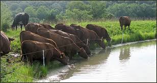 sigirlarda leptospirosis sigirlar vetrehberi hayvan buzagi vine