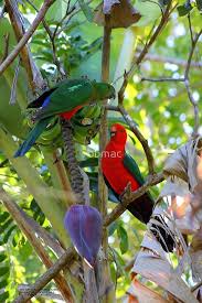 Birds That Sing In The Morning Australia Australian King Parrots By Robmac Redbubble Parrot Australian Parrots Australian Native Animals