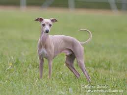 Das italienische windspiel hat den typischen körperbau eines windhundes nur eben in einer miniaturausgabe. Italienisches Windspiel Piccolo Levriero Italiano Italien Greyhound Windhundbilder Von Rainer Scholz