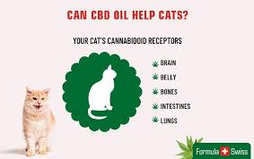 Green roads cbd for cats is broad spectrum, meaning it has 0% of thc while carrying all the benefits of cannabinoids, vitamins, minerals, and essential fatty acids. Why Use Cbd For Pets A Guide To Understand How Cbd Can Help Pets