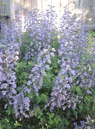 More delicate foliage than baptisia australis, flower color pleasing; Baptisia Carol J Michel