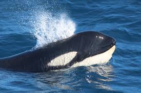 We're about 85 regional icons, struggling to survive at the top of the marine ecosystem. Watch Orcas In Spain Killer Whales