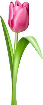 Tulip Png Image Tulips Art Flower Drawing Easy Flower Painting