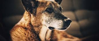 Cancer Chez Le Chien 12 Signes Qui Doivent Vous Alerter