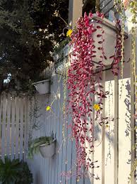 Image result for Senecio pachyrhizus