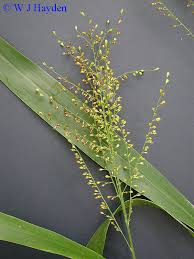 Image result for Urochloa deflexa