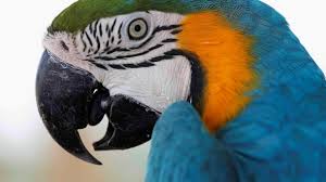Immer paarweise mit viel ausflug. Komischer Vogel Feuerwehr Will Papagei Retten Und Wird Beschimpft
