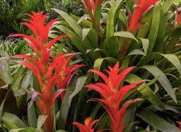 Maka tumbuhan yang satu ini juga sangat cocok jika dipajang di sebuah rumah. 7 Jenis Tanaman Perdu Untuk Rumah Lebih Cantik Blog Ruparupa