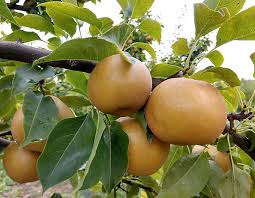 Check spelling or type a new query. Asian Pears Not For The Thin Skinned Good Fruit Grower