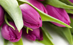 كيفية إزالة خلفية الصورة أون لاين. ØµÙˆØ± ÙˆØ±Ø¯ Ø¬Ù…ÙŠÙ„ Ù„Ø³Ø·Ø­ Ø§Ù„Ù…ÙƒØªØ¨ Ø®Ù„ÙÙŠØ§Øª ÙˆØ±ÙˆØ¯ Ù„Ø´Ø§Ø´Ø© Ø§Ù„ÙƒÙˆÙ…Ø¨ÙŠÙˆØªØ± Purple Tulips Tulips Images Tulips
