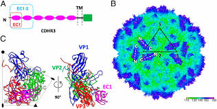 Triangulation number topography maps 3d. Cryo Em Structure Of Rhinovirus C15a Bound To Its Cadherin Related Protein 3 Receptor Pnas