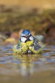 Yellow Bird With Crazy Hair Bad Hair Day By David Featherbe Pet Birds Little Birds Beautiful Birds