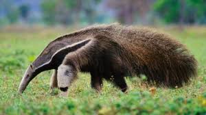 Anteater Can Kill A Jaguar Giant Anteater Anteater Frans Lanting