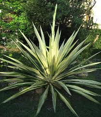 Image result for Agavaceae