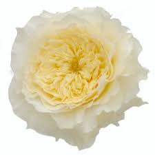 Choose from our handpicked collection of free, hd rose pictures and images. All Garden Roses Wedding Roses Garden Roses Direct