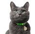 Burmese Cat Breed Profile | Petfinder