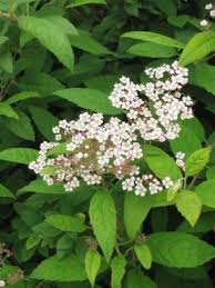 Image result for Spiraea bumalda