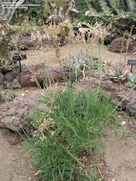 Image result for Pelargonium luridum