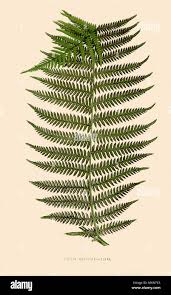 Image result for Pteris atrovirens