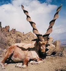 We did not find results for: National Animal Of Pakistan Imgur