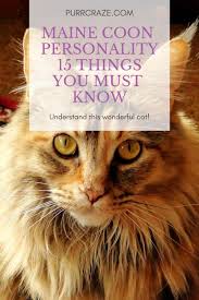 She is a four months maine coon cat. Maine Coon Personality 15 Things You Must Know Purr Craze