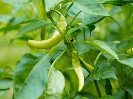 Banana peppers vs pepperoncini for some addition of heat into your foods, you can indeed use either of the two chilies. Pepperoncini Vs Banana Pepper Pepperscale Showdown