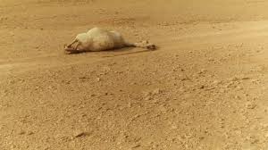 The nephrons in desert mammal camel are equipped with well developed henle's loop and number of juxtamedullary nephrons in kidneys is very high, about 35% (in man this number is about 15%). Dead Camel In Desert Video 20170128 090314 Youtube