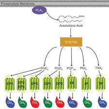 Pdf A Compendium Of G Protein Coupled Receptors And Cyclic Nucleotide Regulation Of Adipose Tissue Metabolism And Energy Expenditure