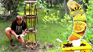 Check spelling or type a new query. How To Make A Trellis For Banana Passionfruit Using Bar Stools Upcycling Youtube