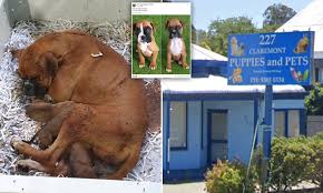 Please enjoy our entire site ! Strawberry The Dog Dies With Rotting Puppies Inside Her As Rspca Raid Breeders Daily Mail Online