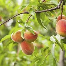 The leaves are alternately arranged, slender and pointed. How To Grow Peach Trees In Florida Hunker Peach Tree Care Peach Trees Growing Fruit Trees