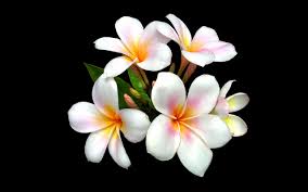If you see some black and white flowers wallpapers hd you'd like to use, just click on the image to download to your desktop or mobile devices. Plumeria Flowers Black Background Desktop Background Wallpapers13 Com