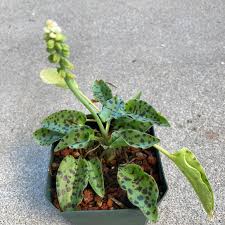 Image result for Drimiopsis