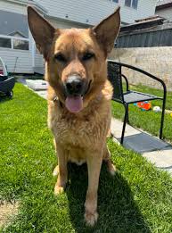 Taber Lost Paws Society added a...