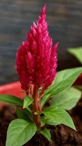 Image result for Celosia argentea