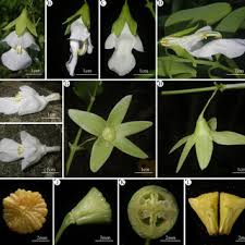 Image result for Syncolostemon linearis