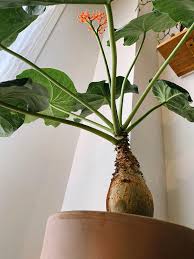 Image result for Jatropha erythropoda