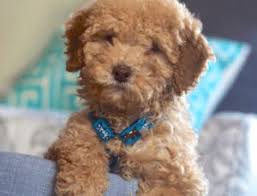 Wackerly st, midland michigan 48640. Top 5 Breeders Of Goldendoodle Puppies In Michigan 2021 We Love Doodles