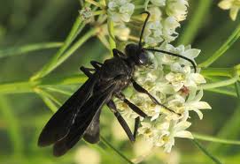 With a shiny, black, globular abdomen that has the distinctive red hourglass on the underside. Great Black Wasp What S That Bug