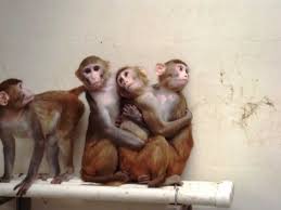 Pagespublic figurevideo creatormonkey dailyvideosbaby monkey afternoon routime bath! Victory Ohsu Must Turn Over Videos Of Cruel Monkey Tests Peta
