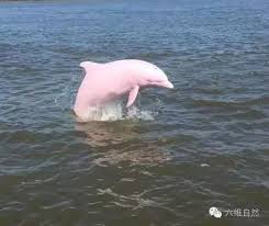 The site owner hides the web page description. çœ‹ä¼¼ç¾Žéº— å¯¦ç‚ºç–¾ç—… ç²‰ç´…è‰²æµ·è±šçš„æ‚²å‚·èª°æ‡‚ æ¯æ—¥é ­æ¢