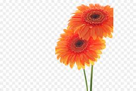 Helianthus annuus, the common sunflower, is a large annual forb of the genus helianthus grown as a crop for its edible oil and edible fruits. 10 Bunga Matahari Orange Galeri Bunga Hd