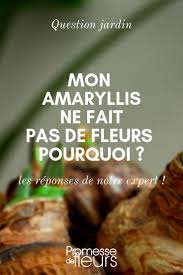 Mon Amaryllis Ne Fleurit Pas Que Faire Planter Des Fleurs Jardins Astuce Jardin