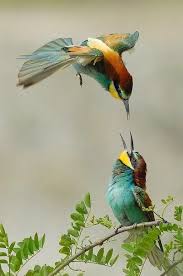 Birds Of Middle Tennessee Pin On Fat Birds And Other Feathers