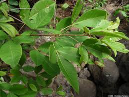 Image result for Searsia longipes