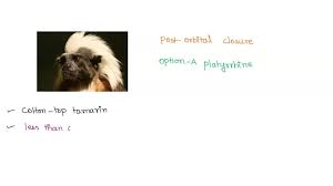 Solved) - Within The Primates, The Two Major Clades Are The  Strepsinhines... (1 Answer) | Transtutors