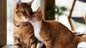 ‪Introducing Cats to Other Cats: Tips & Warning Signs | Fresh Step®‬‏