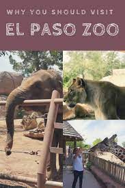 Why You Should Visit The El Paso Zoo El Paso Zoo Zoo Animals