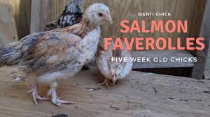 Check spelling or type a new query. Salmon Faverolles 5 Week Old Chicks Youtube